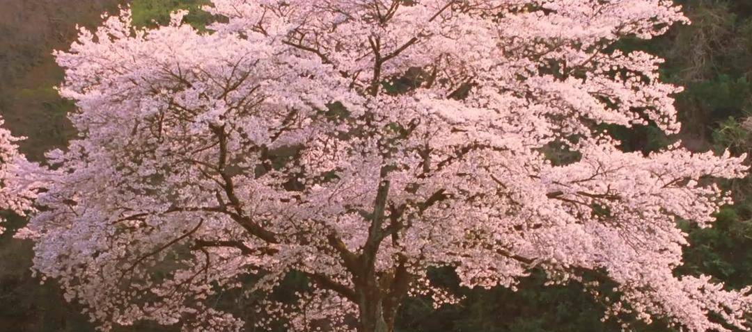 我想成为贝壳(2008)的剧照 我想成为贝壳(2008)的剧照