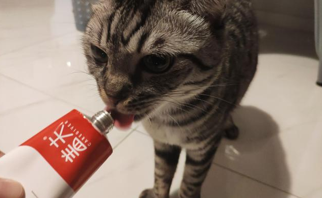 盖夫营养膏体验,适口性不错 盖夫营养膏体验,适口性不错