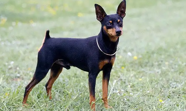 小鹿犬只认一个主人吗？铲屎官们一定要知道