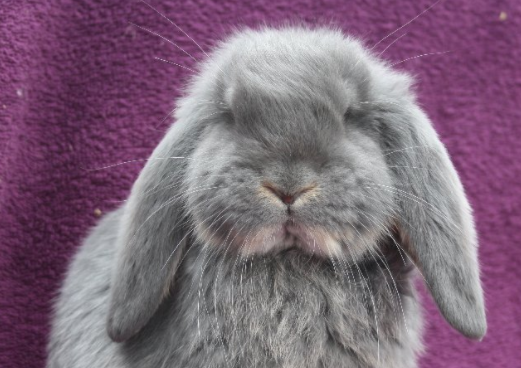 美国长毛垂耳兔性格咋样？快来了解一下！