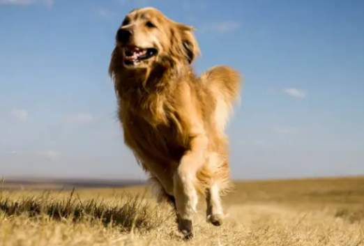金毛有黑色的吗，好奇的小伙伴来看看吧~