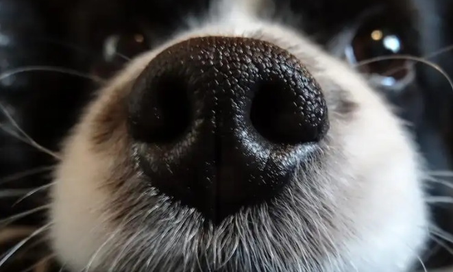 为什么狗鼻子是黑色的?主要是这两个原因 为什么狗鼻子是黑色的?主要是这两个原因