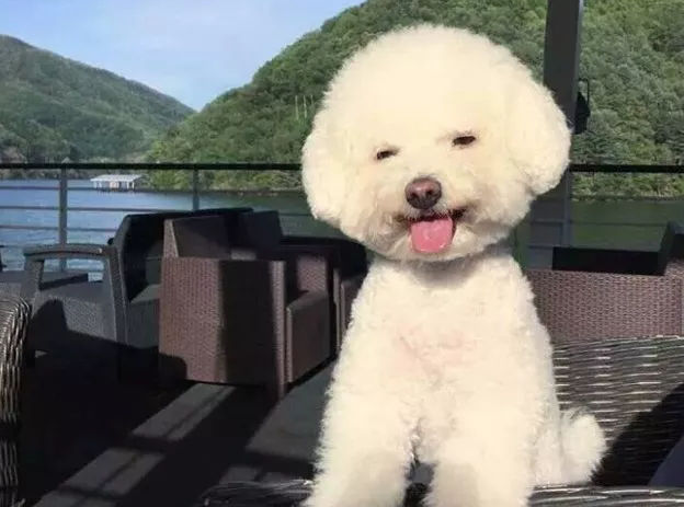 比熊会笑吗？不清楚的来看看