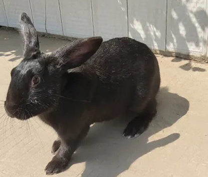 莲山黑兔怎么训练，养的人过来瞧瞧吧