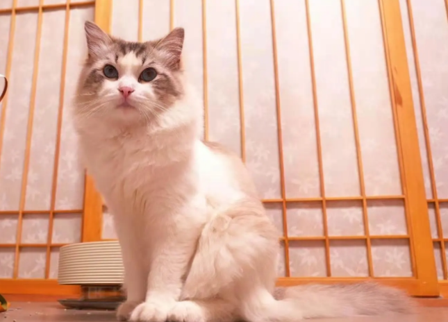 蓝猫和布偶配出来长什么样子?看这里，你就知道了