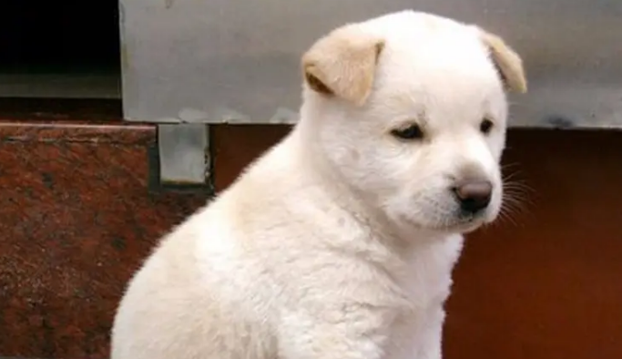 宠物狗科普丨原来卡南犬和土狗有这么大不同