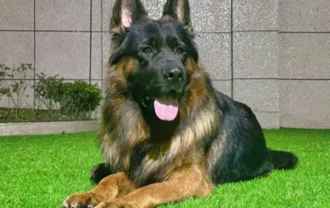 如何给德国牧羊犬注射疫苗？