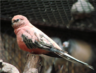 岩蕨植被区竟有一只隐身鸟！漂亮的红色伯克氏鹦鹉你喜欢吗？