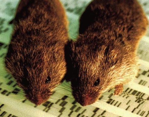 想要养好布氏田鼠，饲养手册收藏一下！