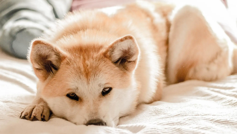 一般狗的寿命是多少年？看完你就知道了