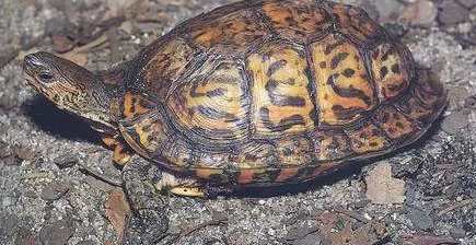 不知道怎么区分哥斯达黎加木纹龟的雌雄？这里有你想要的答案！