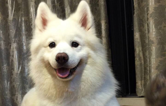 萨摩耶犬能长多大多重？快来看看吧~
