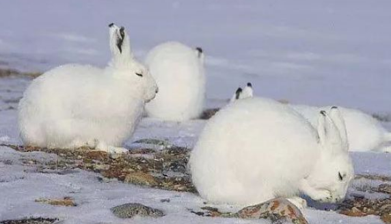 北极兔吃草吗？来看看这篇文章