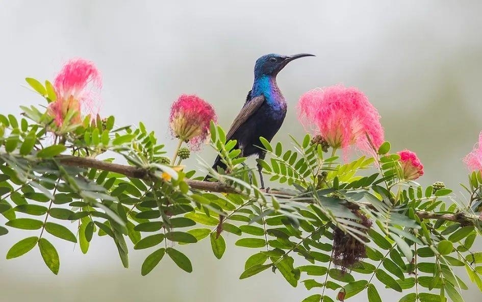 漂亮又神秘的蓝紫胸花蜜鸟