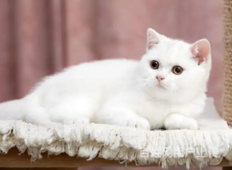 这里有份区分纯白英短和田园猫的方法，欢迎收藏！