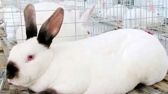 巨型格仔兔怎么饲养？来看看