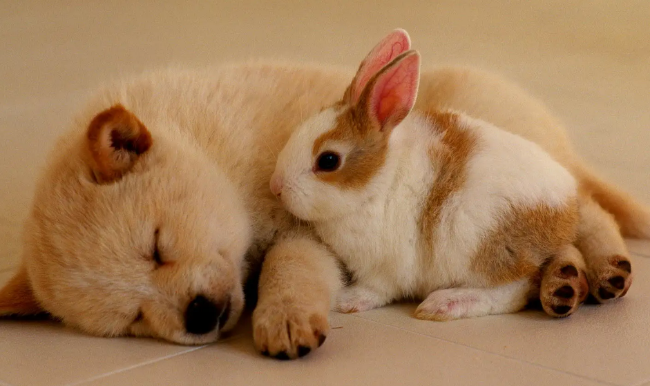 狗的寿命是多少年？看你怎么养了