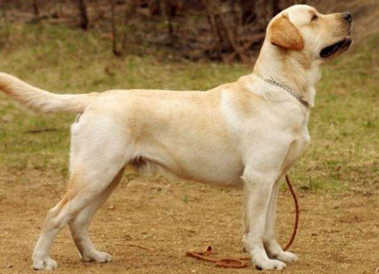 想知道和金毛长的像的狗叫什么品种，看过来！