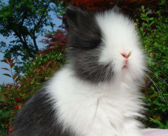 荷兰侏儒兔饲养方式介绍