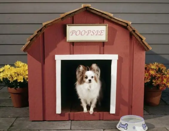 选狗窝也是有学问的，这些点你get到了么？