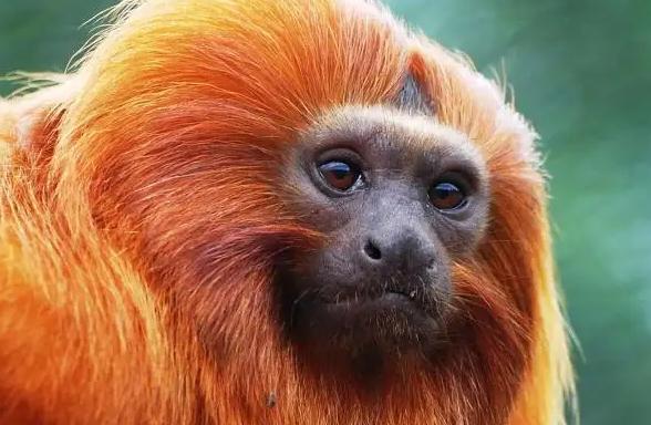 濒临灭绝？优胜劣汰？揭开狨猴“失踪之谜”！