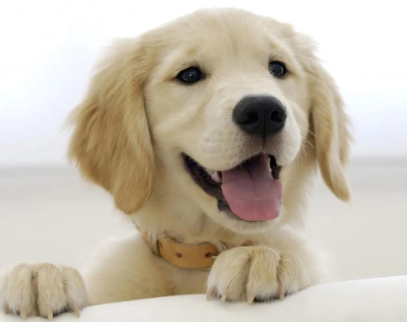 快来看看：十岁的老狗牙结石严重怎么办