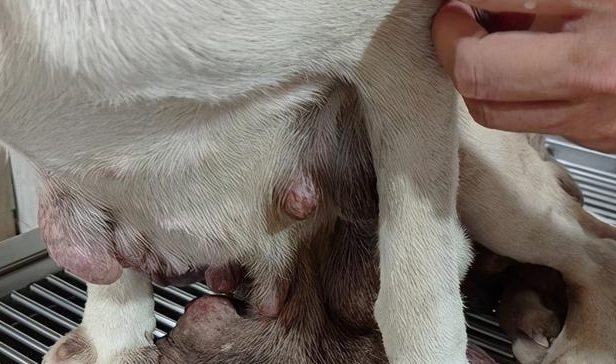 宠物科普:狗狗乳腺肿瘤良性快速鉴别 宠物科普:狗狗乳腺肿瘤良性快速鉴别