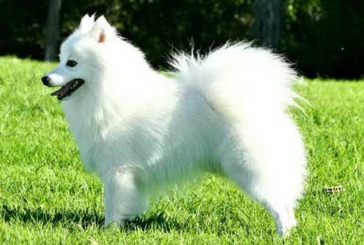 有一种狗长的像狐狸，你们知道是什么品种吗？