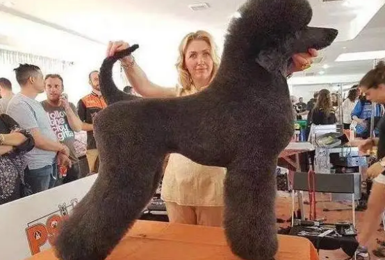 巨贵饲养时需不需要关笼子呢？谈谈你们的想法