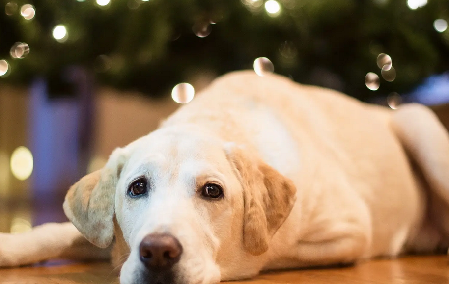 坐飞机可以带宠物吗?这篇文章给你答案 坐飞机可以带宠物吗?这篇文章给你答案