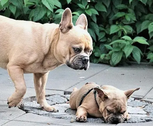 法斗和法牛的区别在这里