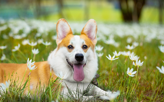 三个月柯基7斤会不会太瘦了？来看看你家狗狗是否一样
