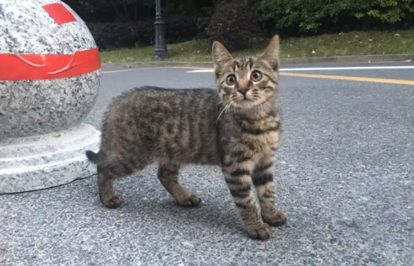 狸花猫几个月就不长个了?我来告诉你答案! 狸花猫几个月就不长个了?我来告诉你答案!