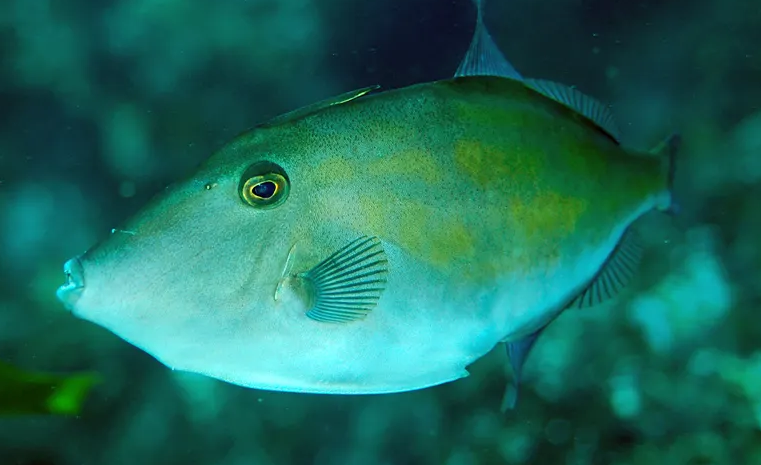 马面角吊不吃食怎么办？应该是这几种原因！