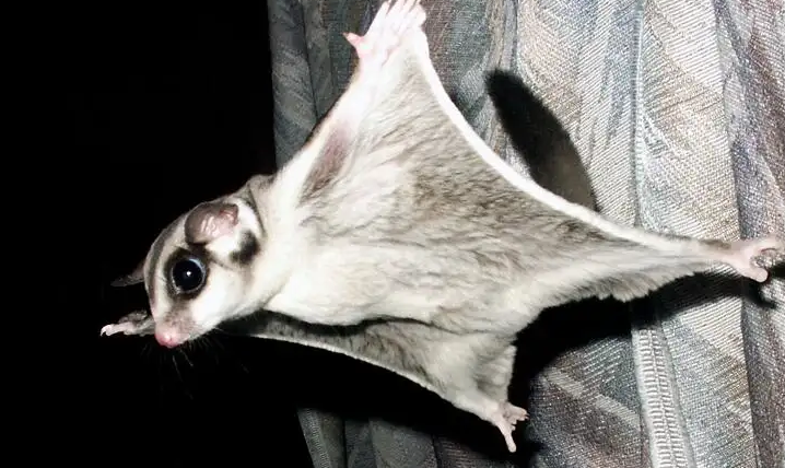 蜜袋鼯怎么训练它认主人？一定要有耐心