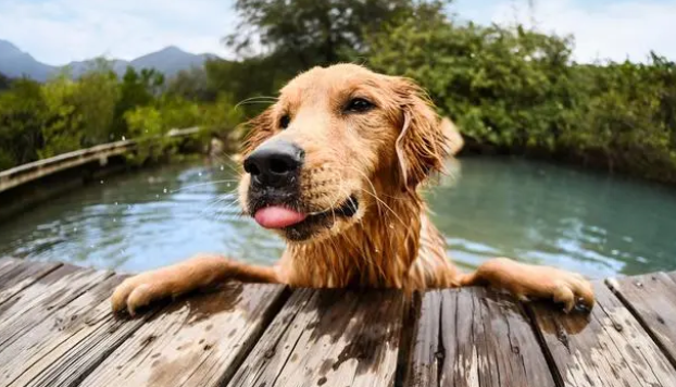 金毛的品种有哪些？看看这篇文章