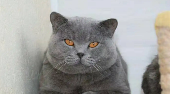 蓝猫公和母的区别是什么？这篇文章告诉你答案