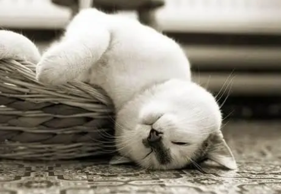 今日科普：为什么猫咪不喜欢睡在猫窝