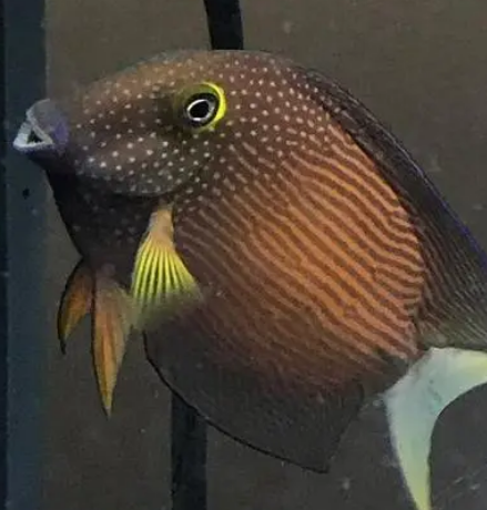 白尾吊饲养手册——从入门到入土