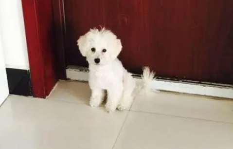 三个月的比熊多少斤算正常？快来了解一下