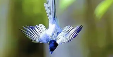 寿带鸟会说人话吗？了解一下