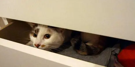 猫咪不愿意睡猫窝？是因为这5大原因