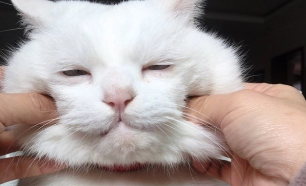 小公猫几个月开始发腮?有人清楚吗? 小公猫几个月开始发腮?有人清楚吗?