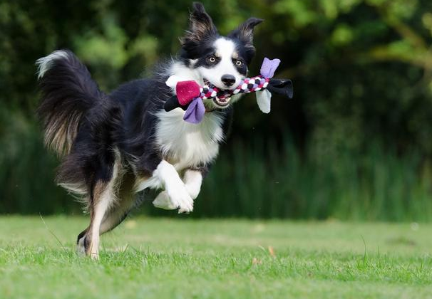 蛋白质含量对宠物奶粉有多重要？盖夫金冠羊奶粉提升营养核心