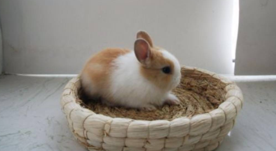 侏儒兔的智商能有几岁？涨知识啦！