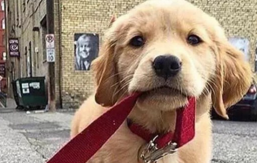 冬天养金毛好养吗？看完你再决定养不养