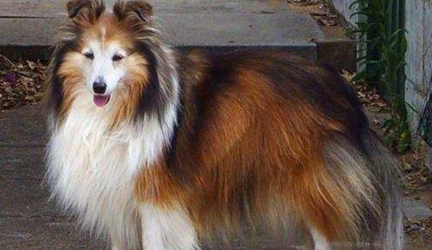 最忠心的五种狗,可以来认识一下 最忠心的五种狗,可以来认识一下