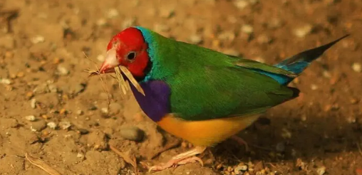 今日科普：七彩文鸟可以和白文鸟一起养吗？