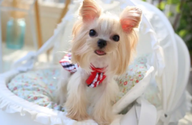 约克夏有多少种颜色？不清楚的赶紧来看看！