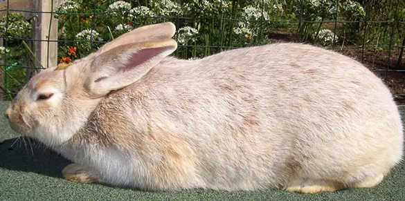 这有一份大型兔训练方法，请查收